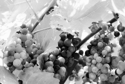 FromTheVineyard2