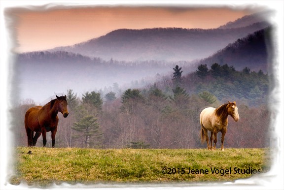 Hildy's Horses