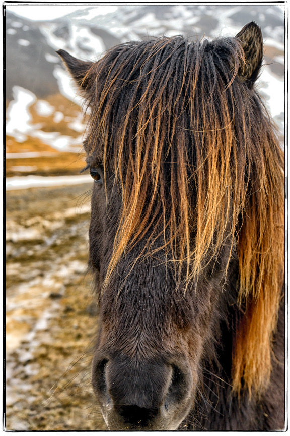 IcelandicHorse2