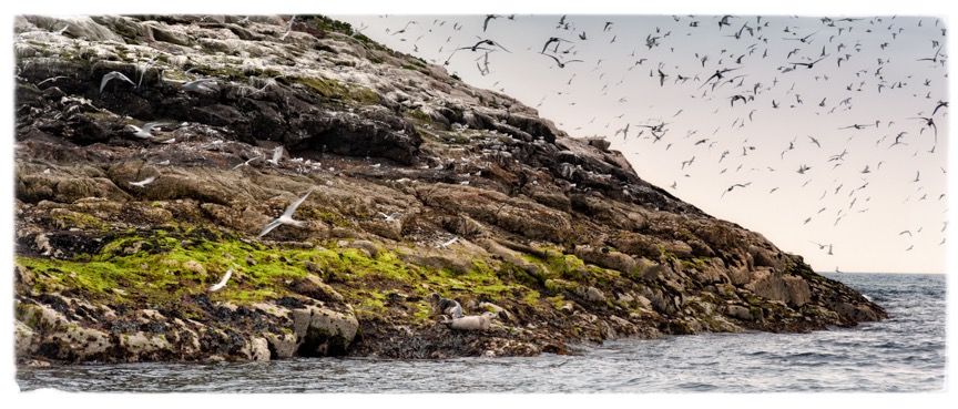 irish-sea-jeane-vogel-studios
