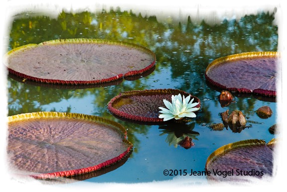 Lily Pads