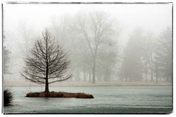 Lone Tree in Fog