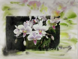 Orchid1