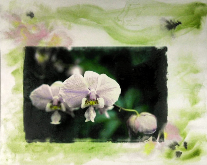 Orchid2