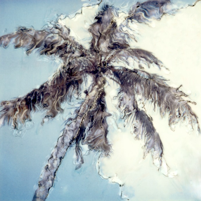 palm