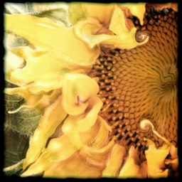 sunflower II
