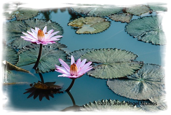 Two Water Lilies