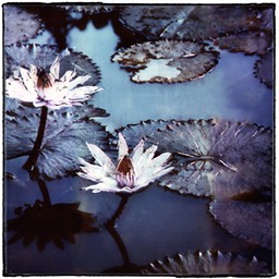 waterlilies 2