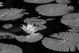 waterlillies1