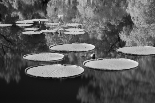 waterlillies2