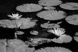 waterlillies3