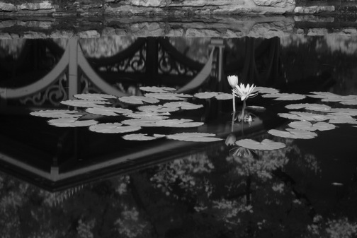 waterlillies4