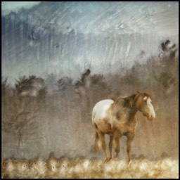 WildHorseinSmokies