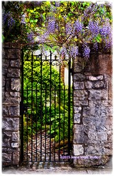 Wisteria